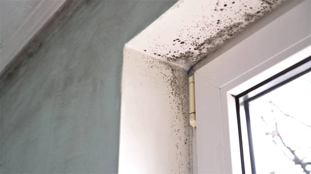 Best Residential Mold Remediation in Courtland, VA