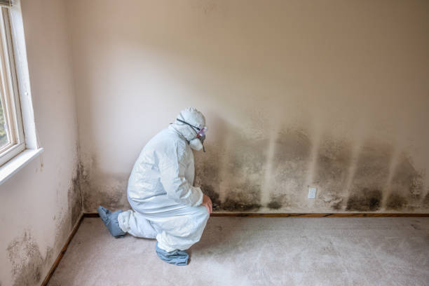 Best DIY Mold Remediation Support Services in Courtland, VA