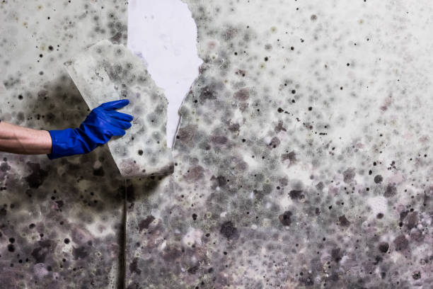 Best Attic Mold Remediation in Courtland, VA