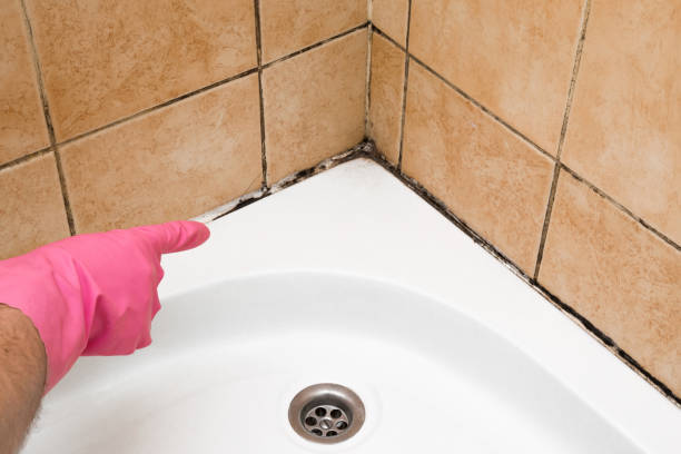 Best Kitchen Mold Remediation in Courtland, VA