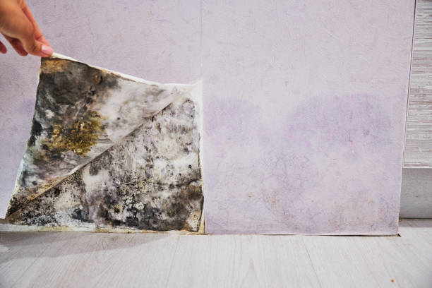Best Basement Mold Remediation in Courtland, VA